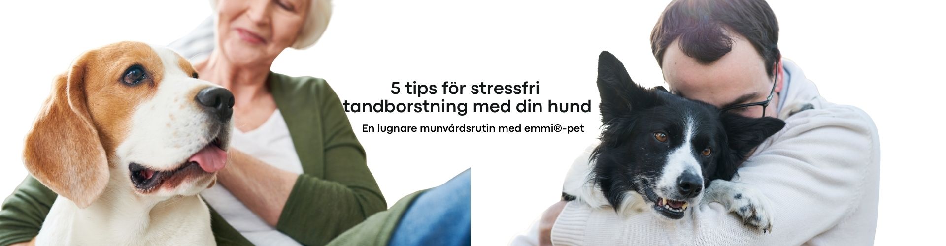 5 tips för stressfri tandborstning med din hund