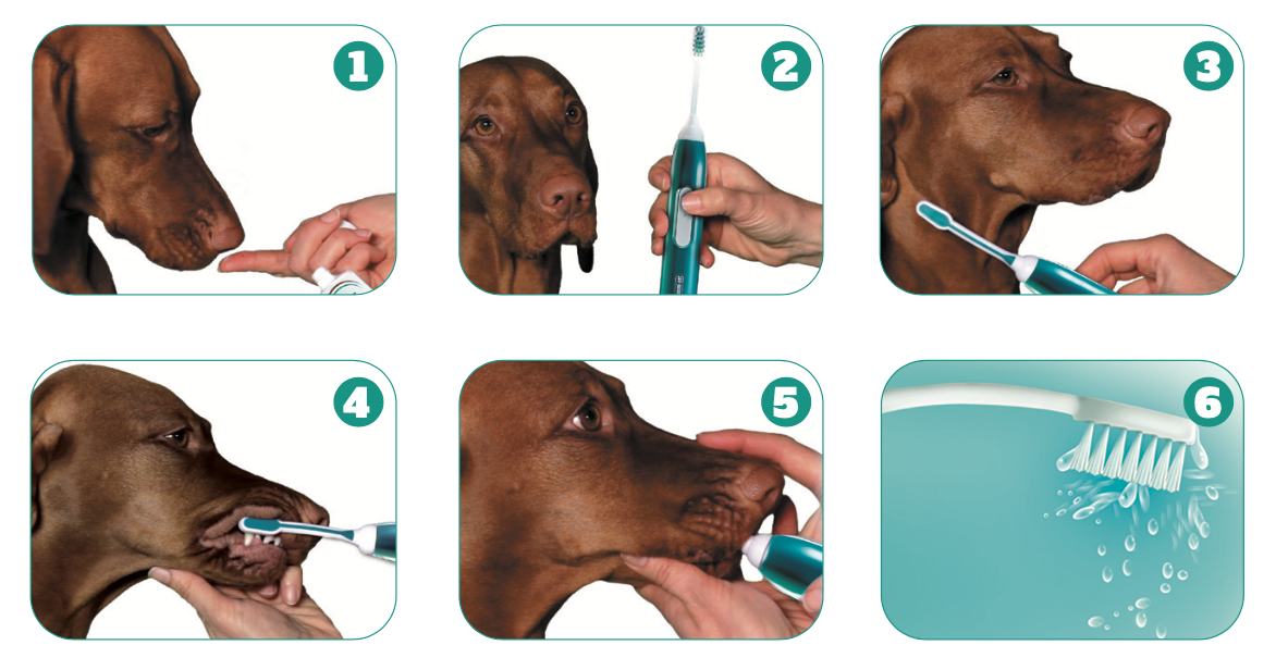 Så här borstar du din hunds tänder med emmi®-pet ultraljudstandborste